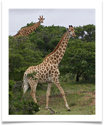 Amakhala Game Reserve